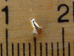 Apogée Vapeur - Claude